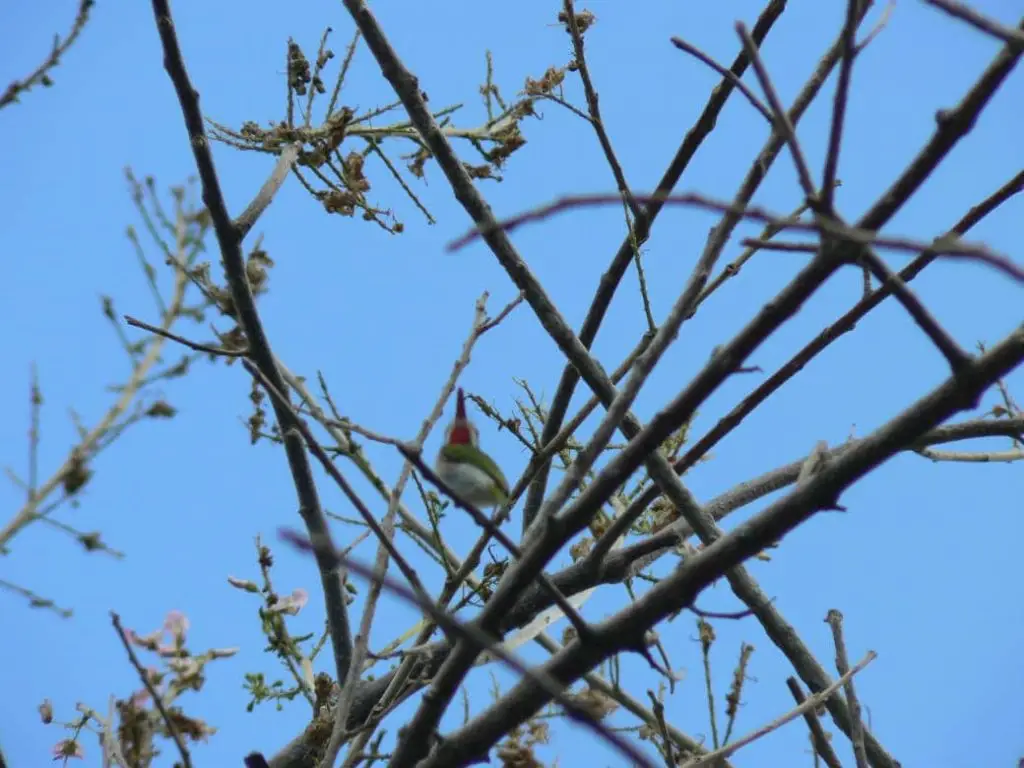 Voyage culturel Hasamélis - Vallée del Chorrillo, Camaguey, Cuba (Hasamélis)