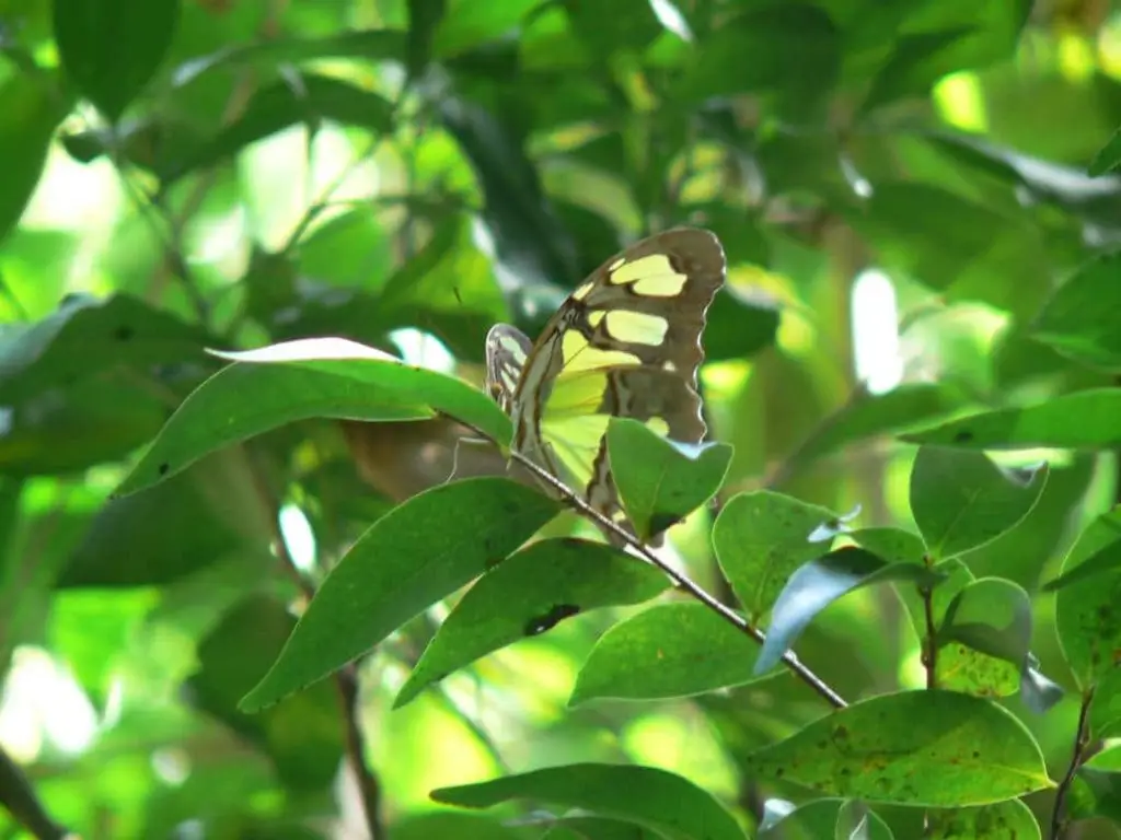 Voyage culturel Hasamélis - Vallée del Chorrillo, Camaguey, Cuba (Hasamélis)