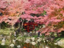 Les jardins japonais : voyage culturel au cœur d’une tradition millénaire